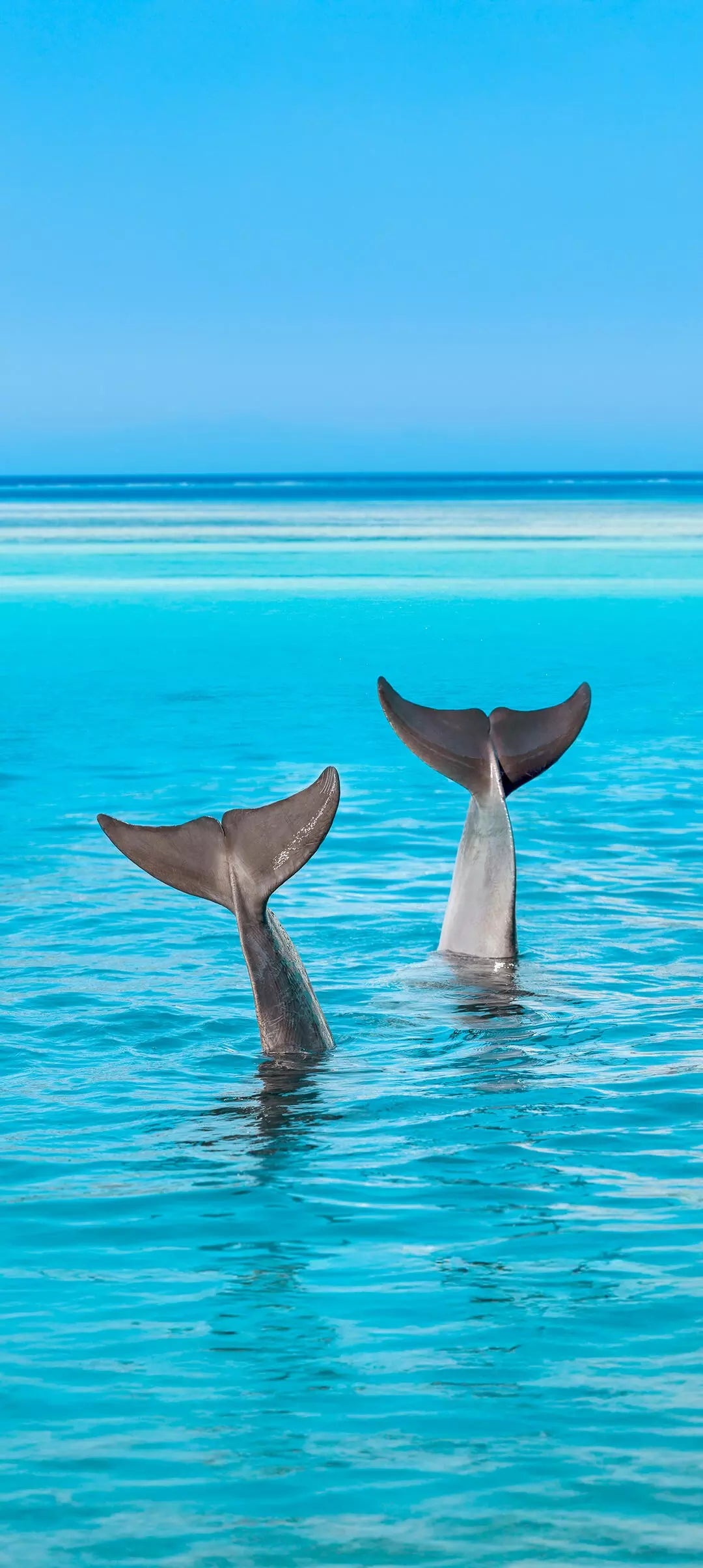 Essence Hydratante Centella Asiatica Skin1004 – Réparation & Éclat Naturel   Version luxe minimaliste (pour fiche produit Shopify)